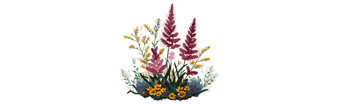 Illustration of astilbe and other flower in garden