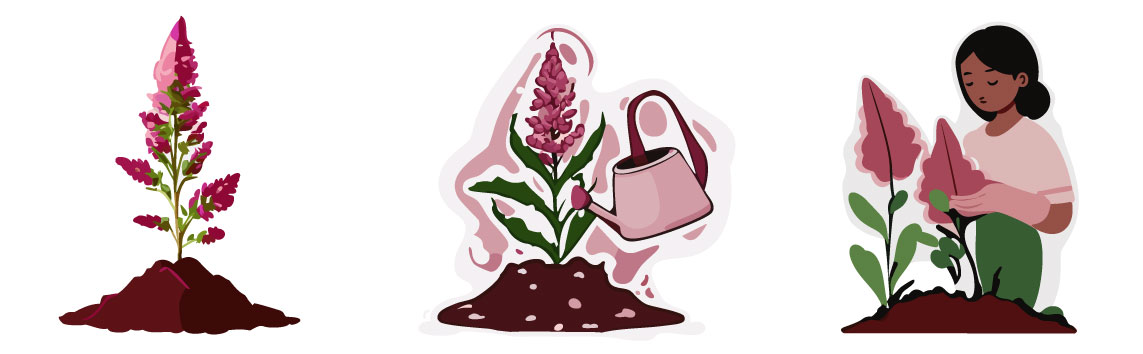 illustrations of astilbe plant care illustrations of astilbe plant care