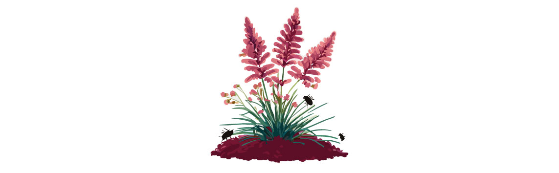 illustration of astilbe flowers with pests