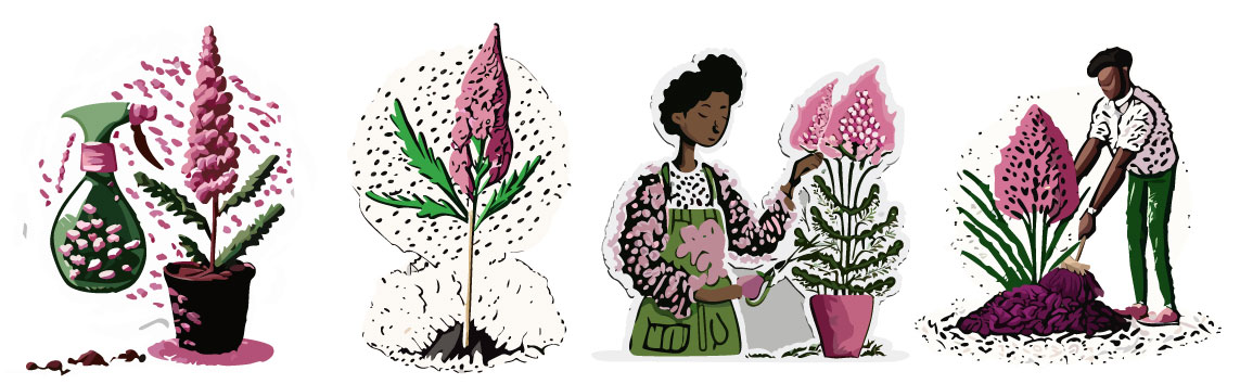illustrations of astilbe plant care