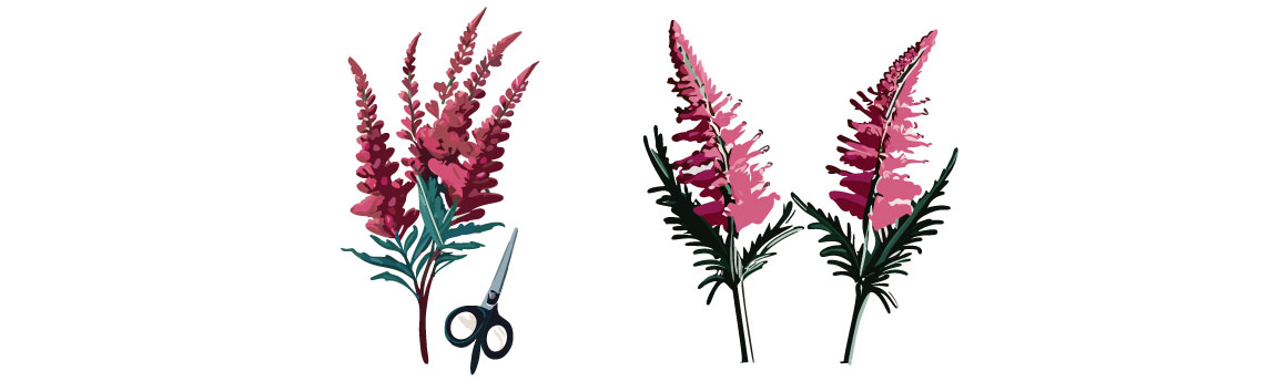 illustration of separating astilbe flowers