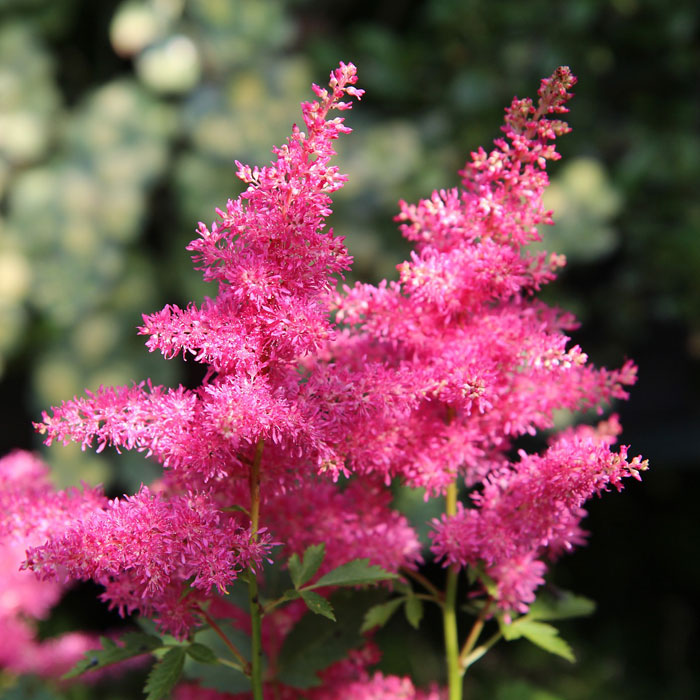 Pink astilbe flowers Pink astilbe flowers