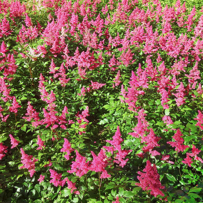 Pink astilbe flowers in the field