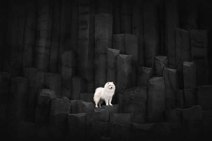 Atlas The Samoyed Feeling Like The King Of Reynisfjara