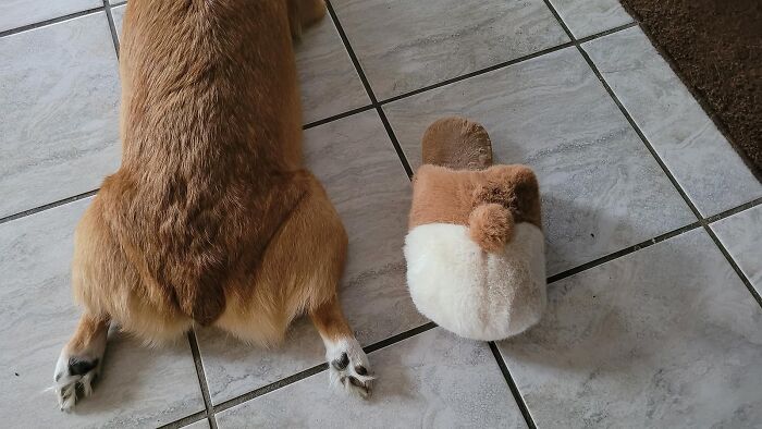 Strut Around Your House In The Most 'Paw'-Dorable Style! The Corgi Butt Fuzzy Slippers For Women - Your Cuddly Buddies To Step Up The Cozy Game