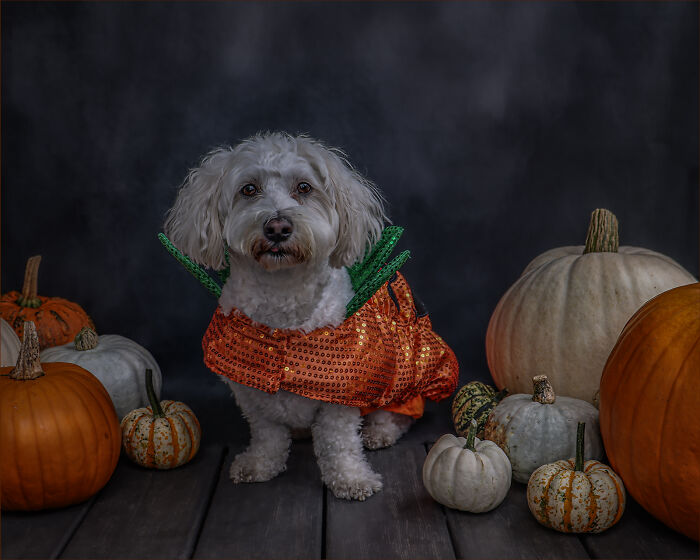 Halloween Pawtrait Shoot (4 Pics) Halloween Pawtrait Shoot (4 Pics)