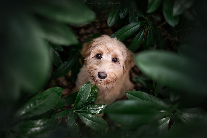 Puppy Bahru Discovered The Perfect Hiding Spot In The Forest