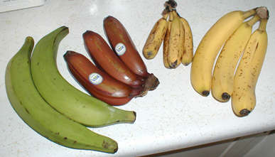 Bananavarieties-656f756769724.jpg