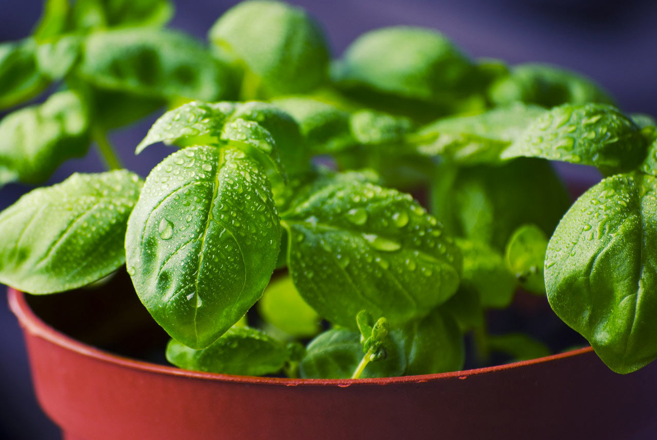Fresh basil with droplets in a pot