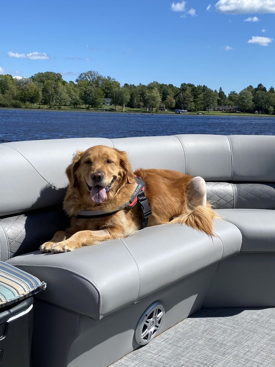 Life Adventures With Sugar, My 10-Year-Old Golden Retriever, Along The Menominee River (15 Pics)