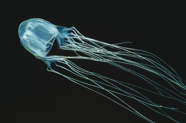 Box-jellyfish-Chironex-flickeri-venomous-sting-cnidarian.jpg