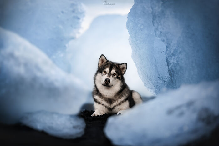 Malamute Brize Between The Blocks Of Glacial Ice In Iceland