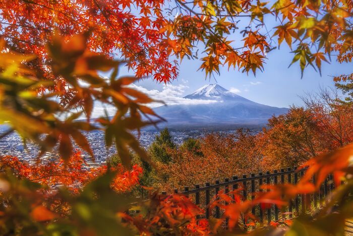 "Mount Fuji Maple Leaf" By Estrella Chuang