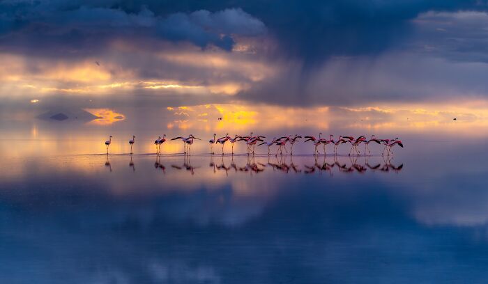 "Flamingo Heaven" By Jacob Griese