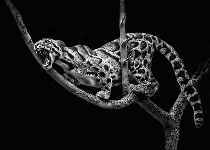 "Clouded Leopard Heat" By Carol Lyon