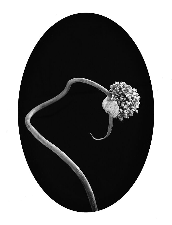 "Herbarium Evanescente" By Julia Gonzalez Liebana
