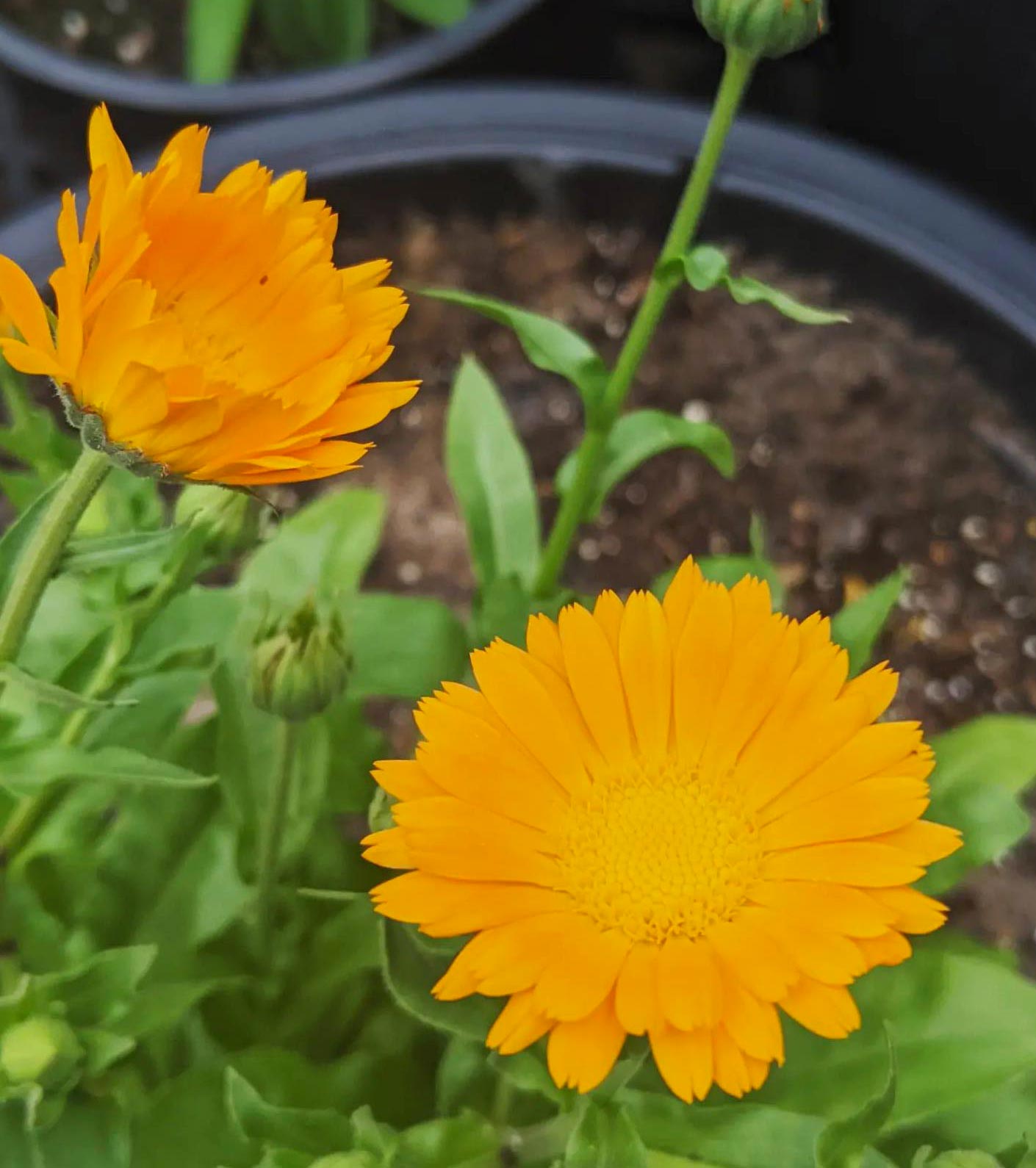 Calendula (Calendula officinalis) blooming Calendula (Calendula officinalis) blooming