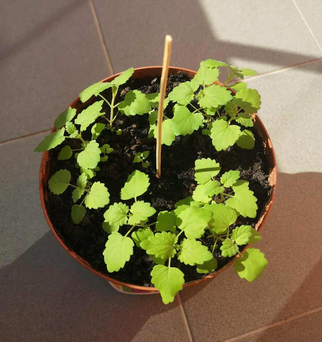 Catnip (Nepeta cataria) plant in a pot