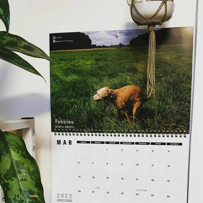 Want A Giggle? This Is A Christmas Present From My Husband. A Calendar Of Dogs Pooping In Beautiful Spots Around The World