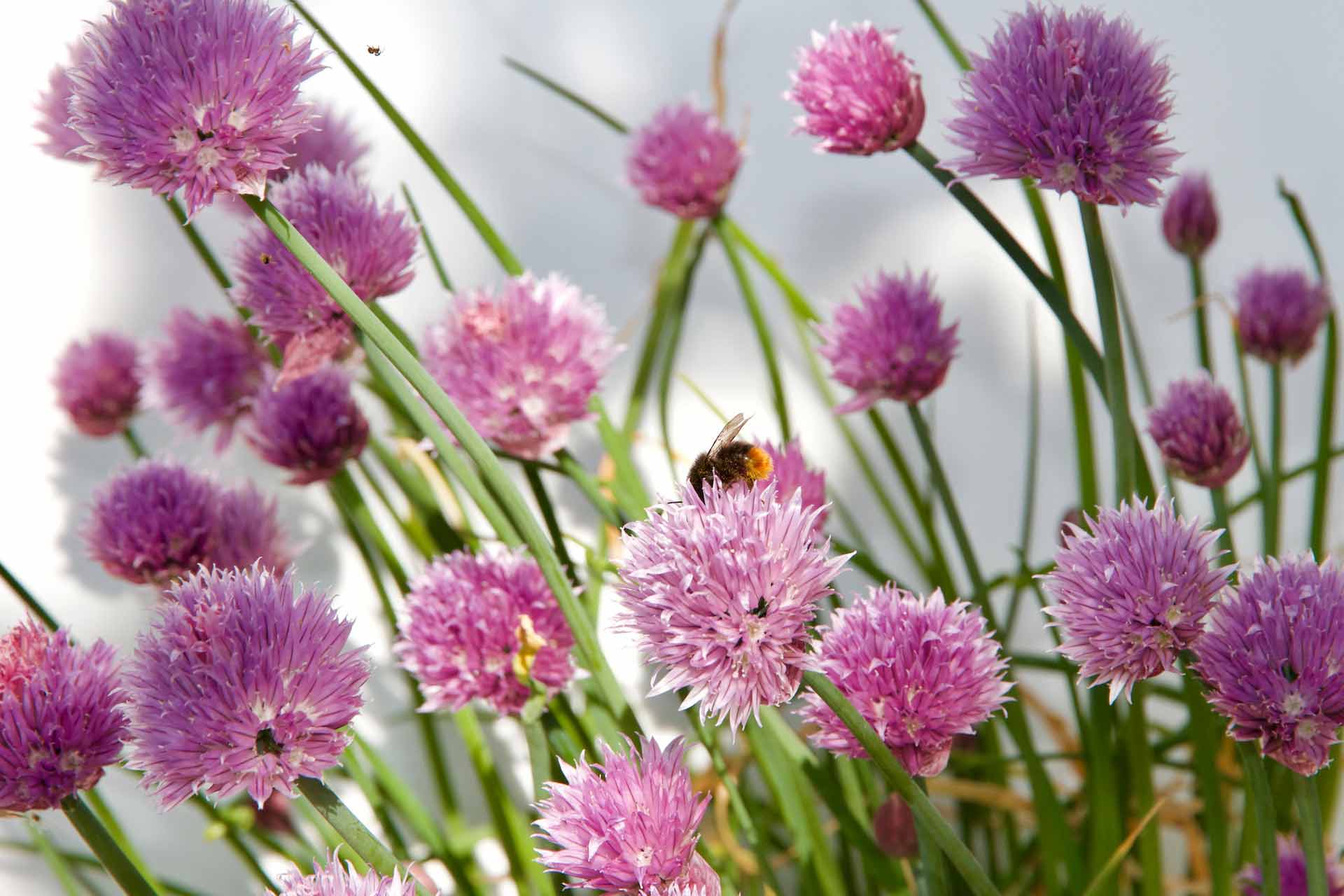 A bee on a Chives (Allium schoenoprasum) flowers A bee on a Chives (Allium schoenoprasum) flowers