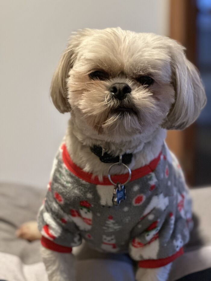 Riley In Llama Christmas Pajamas