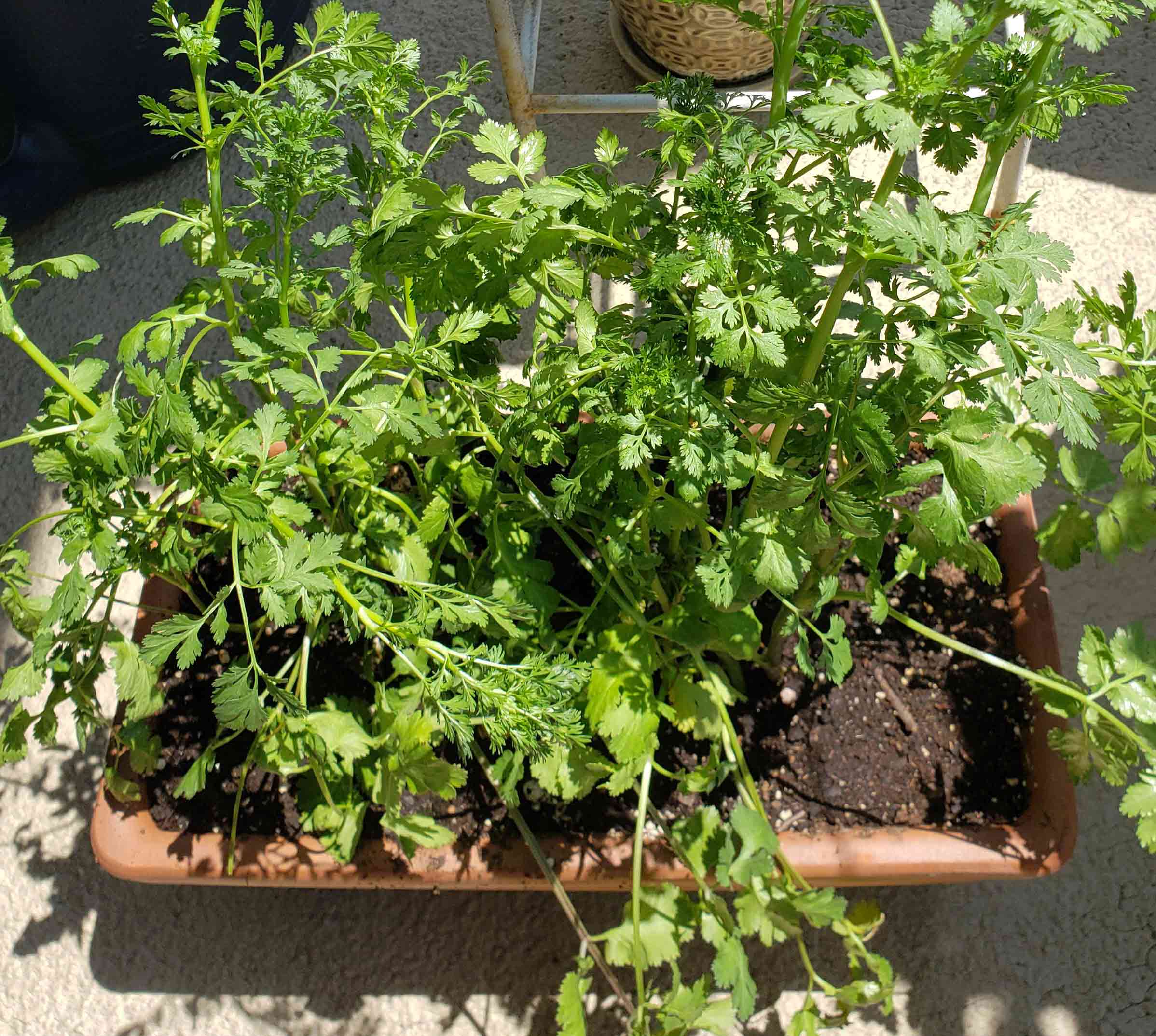 Cilantro (Coriandrum sativum) plant Cilantro (Coriandrum sativum) plant