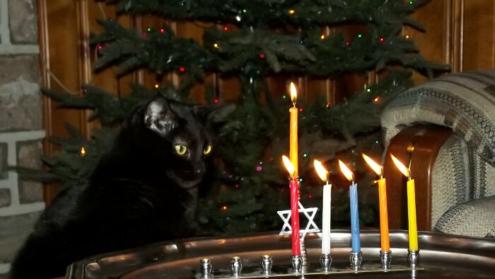 My Cat Clevie With Menorah (The Wife's) And The Tree (Mine... Well Ours!) Hanukkat!