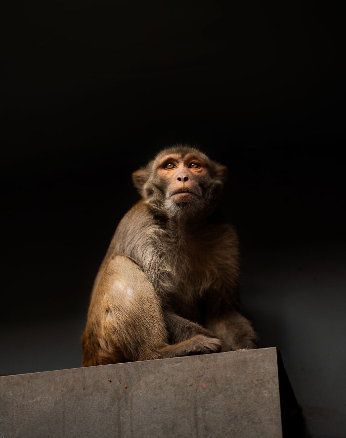 A Photograph Of A Monkey