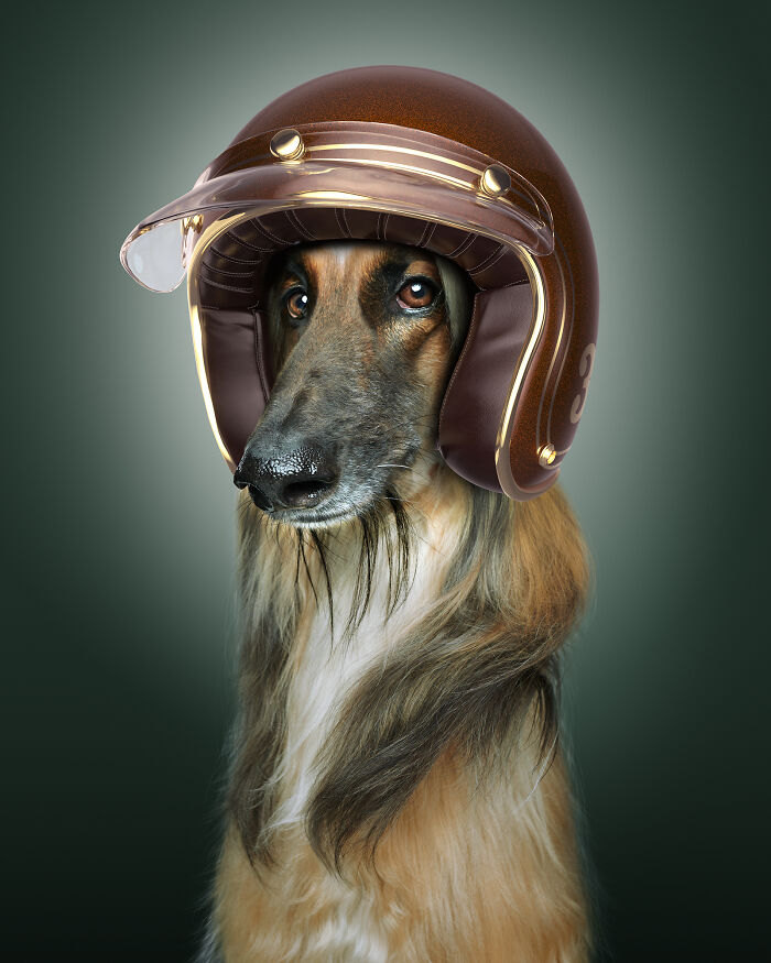 A photograph of a dog with a helmet