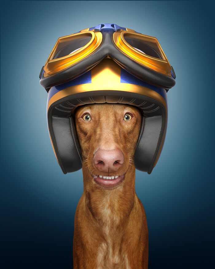 A photograph of a dog with a helmet