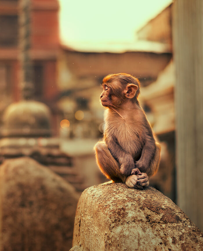 A Photograph Of A Monkey