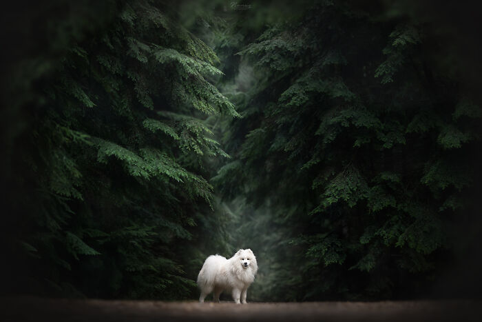 Exploring The Dark Woods With Zelda The Samoyed