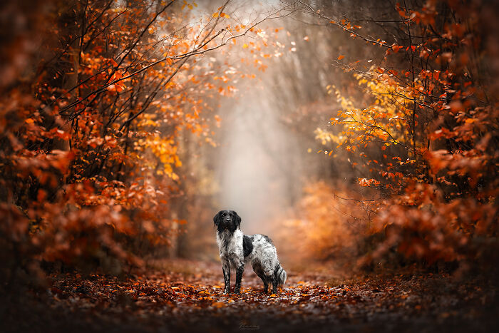Typical Dutch Autumn With Rainfall In The Forest And Stabijhoun Gijs