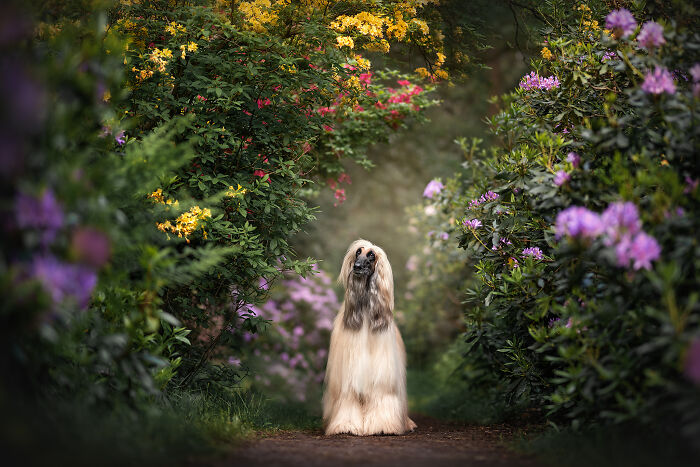 Lodewijk The Afghan Hound In A Beautiful Floral Valley