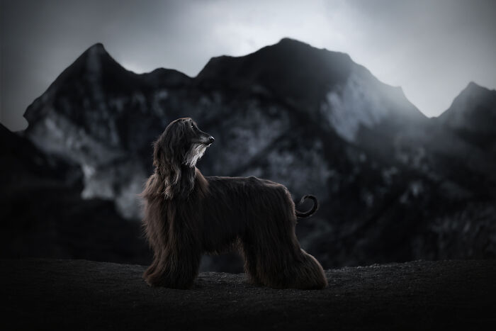 Tinni The Afghan Hound Looked Like He Belonged At This Glacier That Was Covered In Volcanic Ash