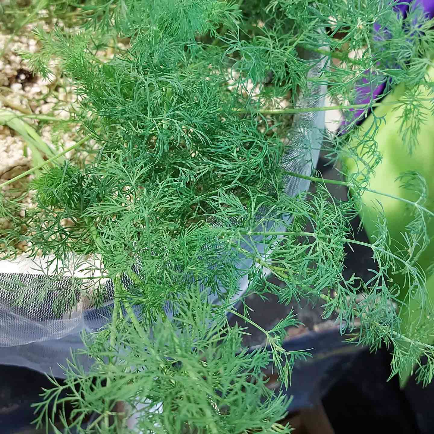 Dill (Anethum graveolens) Dill (Anethum graveolens)