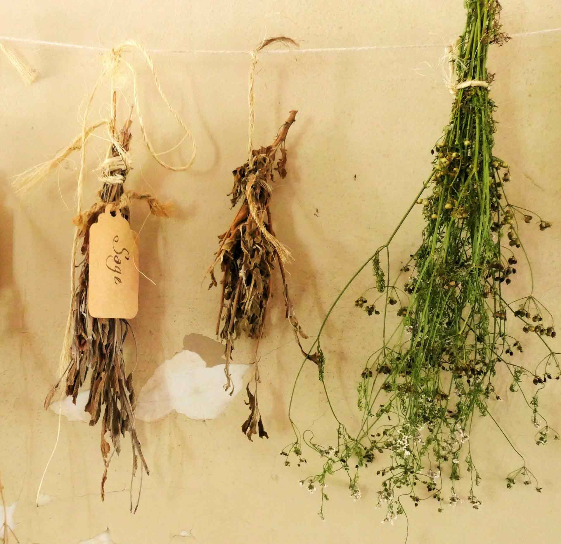 Three bouquets of herbs hanging on a string and drying