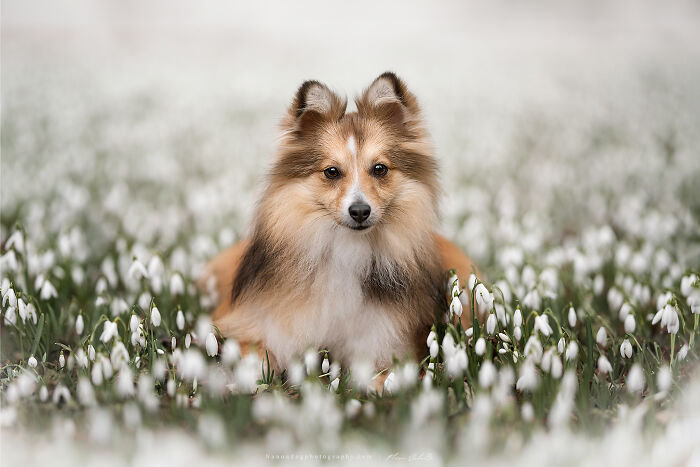 Sheltie Emo Between A Carpet Of Snowdrops
