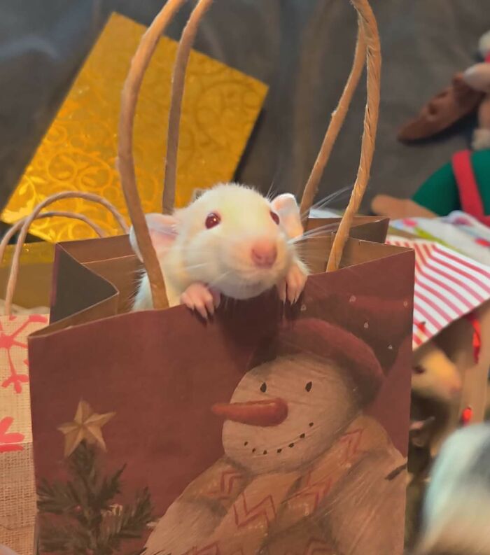 Have Yourself A Ratty Little Christmas
