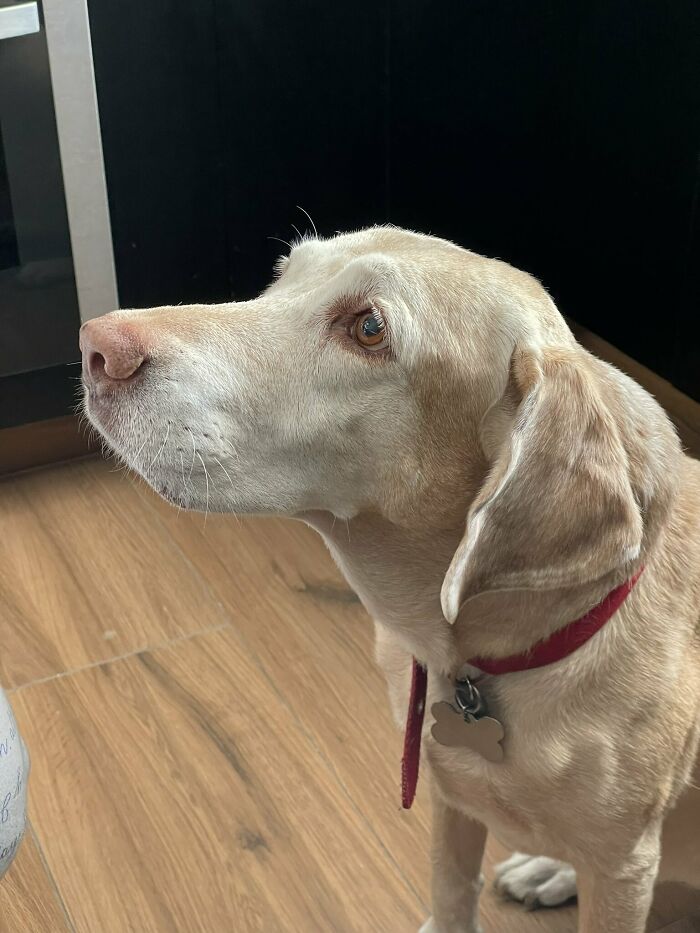 To Cope With His Grief, Man Creates A World Where He Can Keep Visiting His Pooch Who Passed Away To Cope With His Grief, Man Creates A World Where He Can Keep Visiting His Pooch Who Passed Away