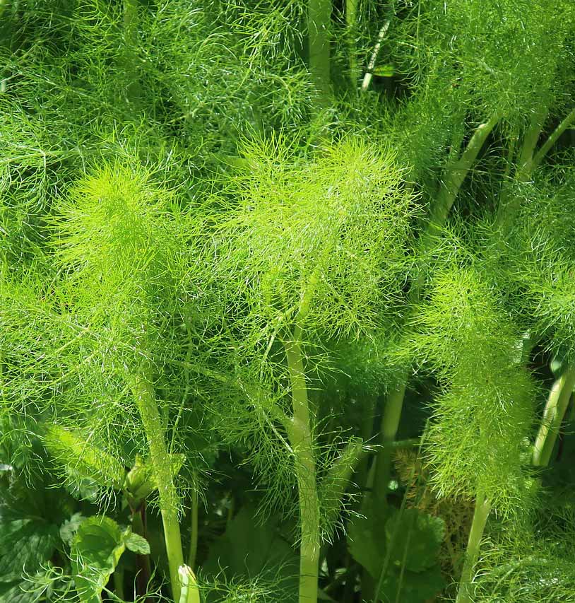 Fresh fennel (Foeniculum vulgare)