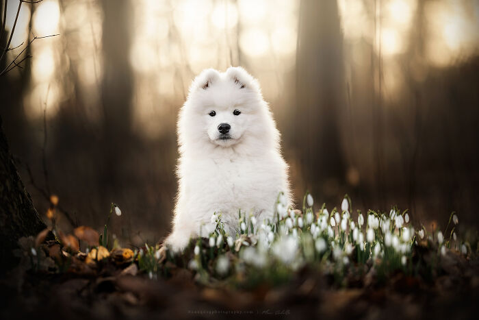 First Sign Of Spring With Puppy Flynn