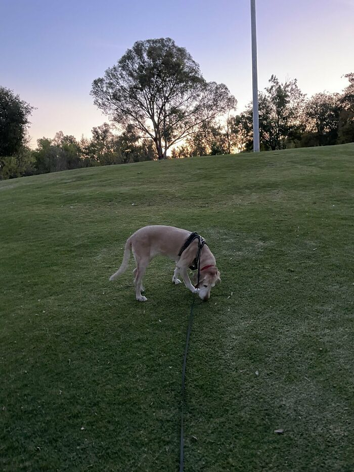 To Cope With His Grief, Man Creates A World Where He Can Keep Visiting His Pooch Who Passed Away To Cope With His Grief, Man Creates A World Where He Can Keep Visiting His Pooch Who Passed Away