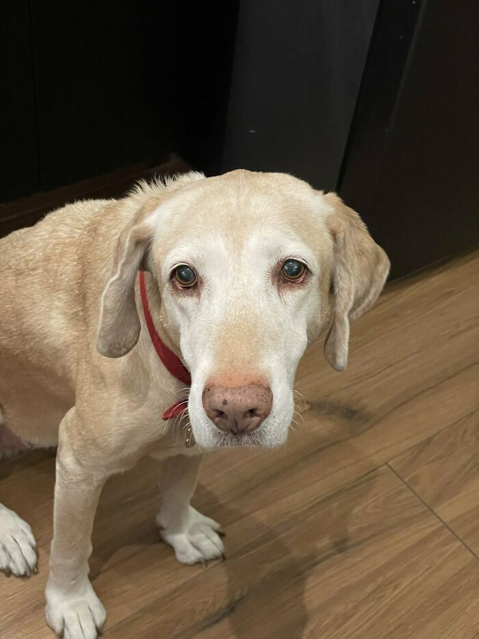 To Cope With His Grief, Man Creates A World Where He Can Keep Visiting His Pooch Who Passed Away To Cope With His Grief, Man Creates A World Where He Can Keep Visiting His Pooch Who Passed Away