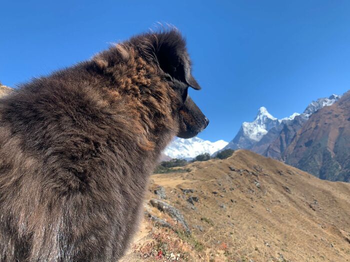 12 Days To Everest: Trekking With A Furry Friend 12 Days To Everest: Trekking With A Furry Friend