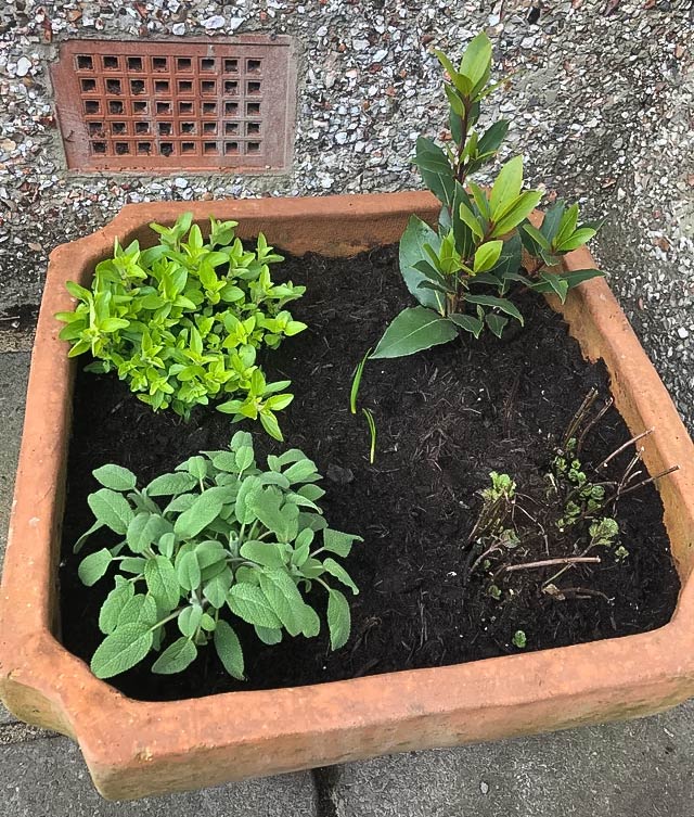 Herb bed with three plants