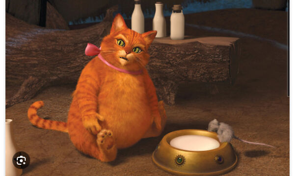 My Ginger Cat! I Got Her For My 4th Birthday! (Btw This Is Not A Real Picture Of Her! Xd Lol