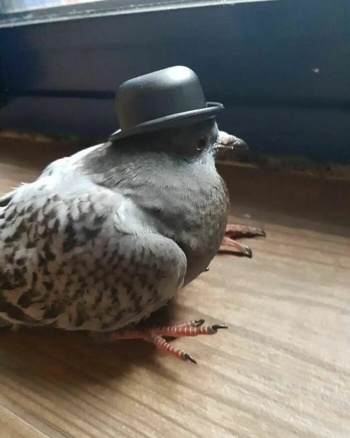 Hey Pandas, What Is The Weirdest Picture Or Screenshot Your Have On Your Phone.