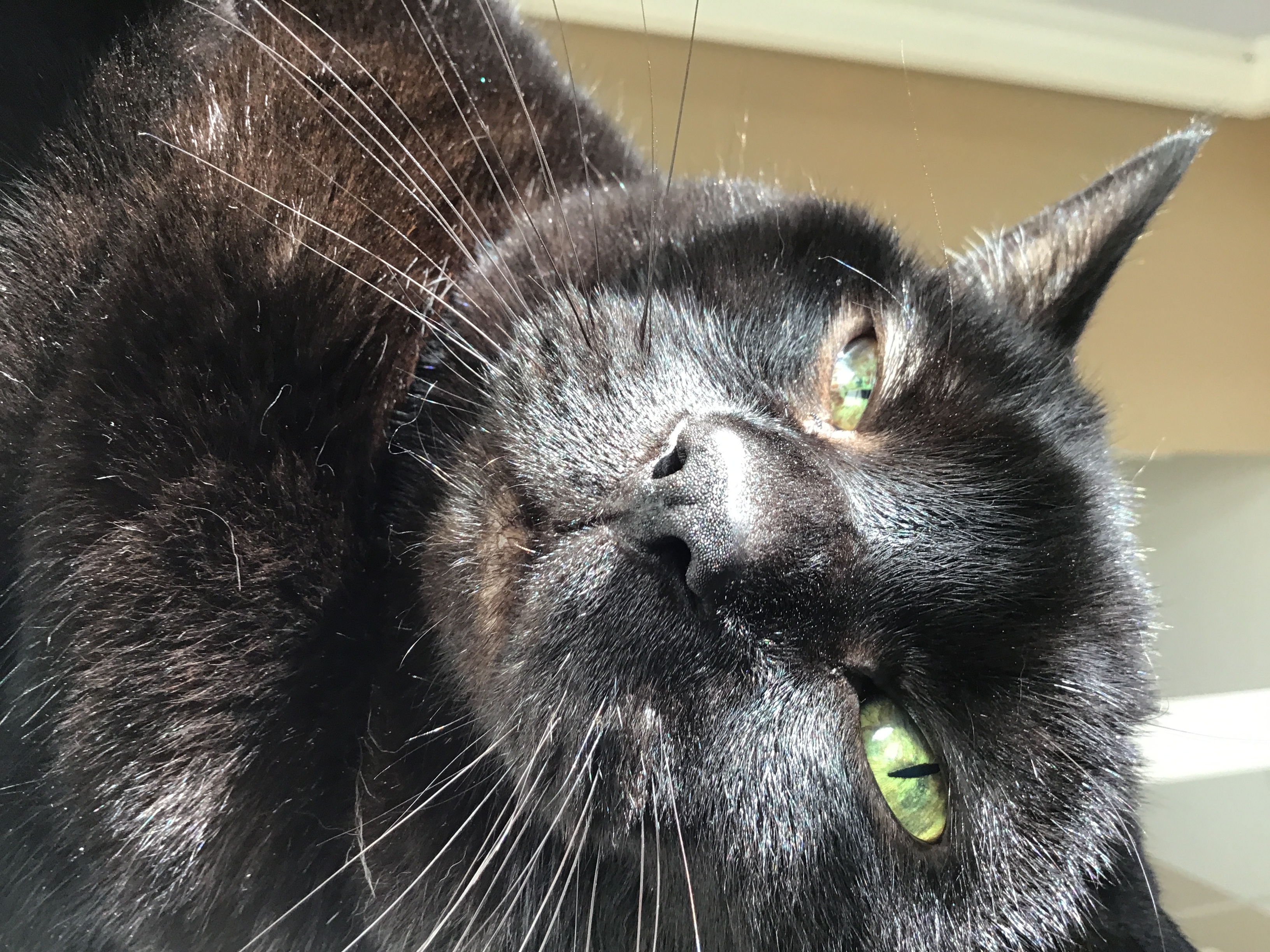 Hey Pandas, Post The Best Picture Of Your Cat.