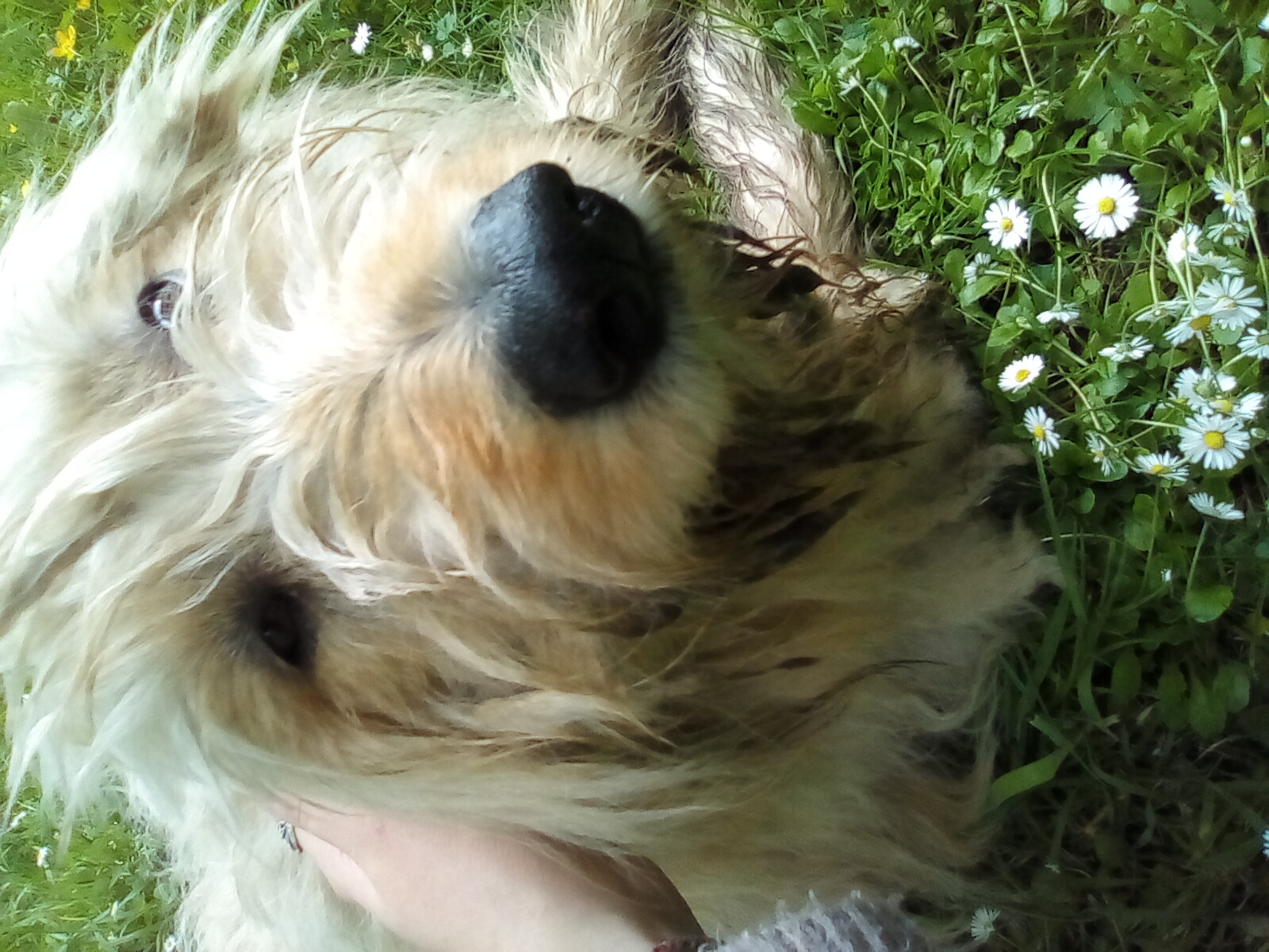 Hey Pandas, Share A Picture Of Your Pet!